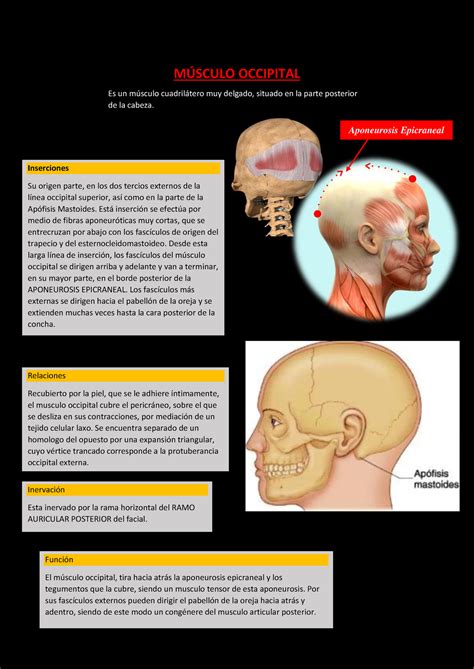 Músculo Occipital Resumen MSCULO OCCIPITAL Aponeurosis Epicraneal