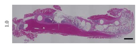 Hematoxylin And Eosin Stained Tissue Sections Of Femurs Showing New