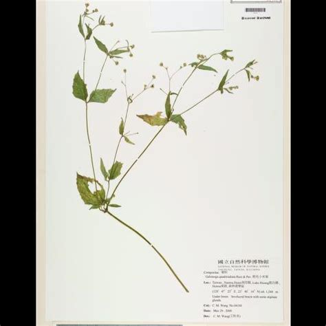 中文種名 粗毛小米菊 學名 Galinsoga quadriradiata Ruiz Pav