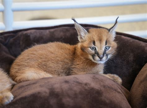 Caracal Kittens Are Growing Up Fast Zooborns