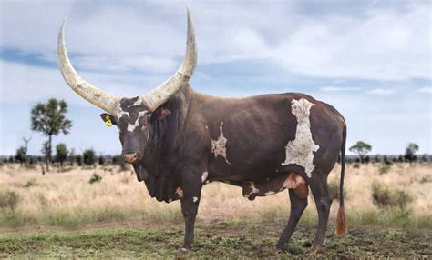 President Ramaphosa S Ankole Cattle Just Sold For Million Off