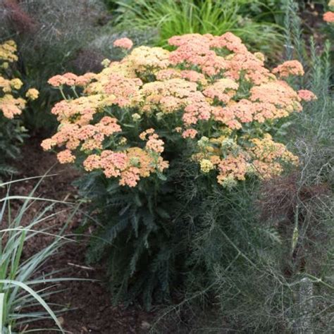 Achillea 'Firefly Peach Sky' Firefly Collection. New Garden Plants