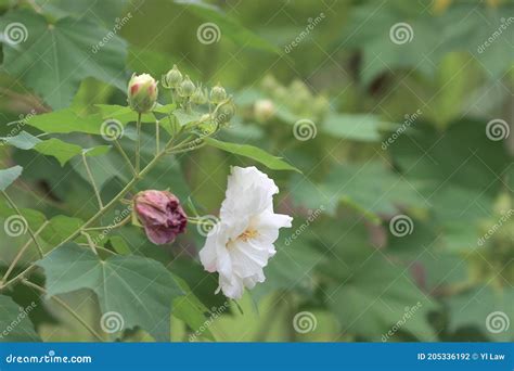 A Hibiscus Mutabilis Flower At The Garden Stock Photo Image Of