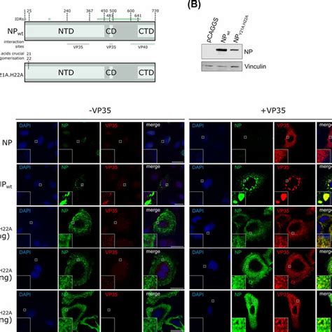 Role Of Oligomerization For IB Formation A Schematic Depiction Of