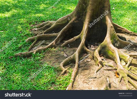 The Root Of The Tree In The Green Grass. Stock Photo 133809932 ...