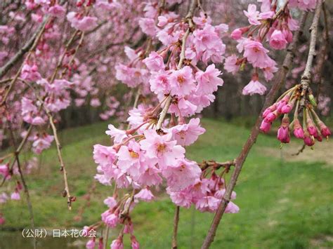 八重紅枝垂 桜図鑑｜公益財団法人日本花の会