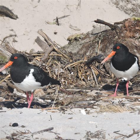 Bird Australian Pied Oystercatcher Barwon Bluff