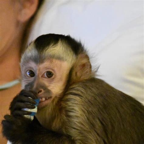 Monkeys For Sale Find Playful And Exotic Primate Companions