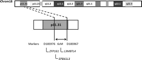 Schematic representation of chromosome 18 indicating the region likely ...