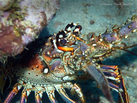 report human tragedy stalks  prized honduran lobster industry