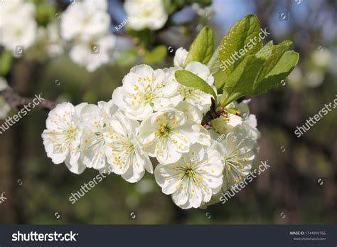 8,030 Ornamental Plum Tree Images, Stock Photos & Vectors | Shutterstock