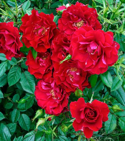 Саженец Роза Руби Руби (Rosa Ruby Ruby) купить в Москве по низкой цене ...