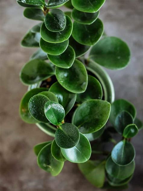 Beginners Guide To Baby Rubber Plant Care Peperomia Obtusifolia