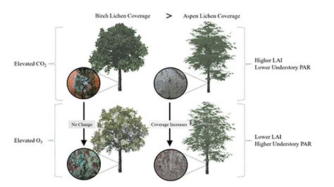 Lichen Life Cycle Printable