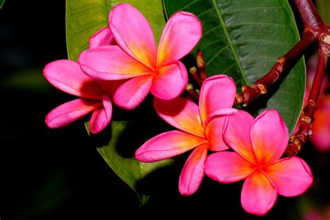 Plumeria Frangi Pani Kwiat Darmowe zdjęcie na Pixabay Pixabay