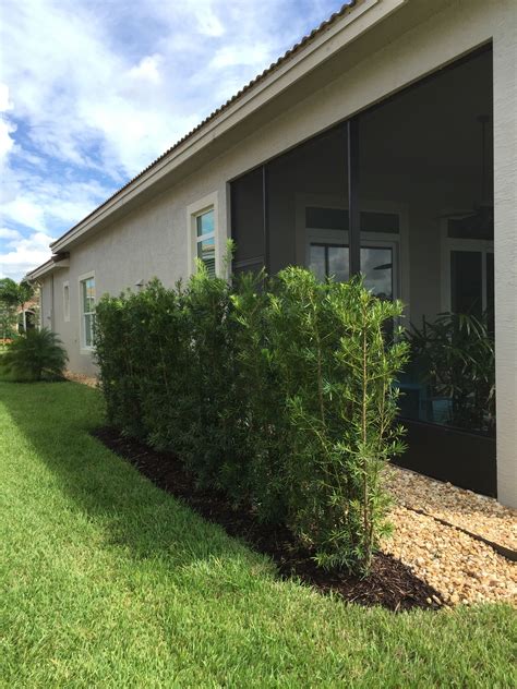 Podocarpus hedge before and after – Artofit