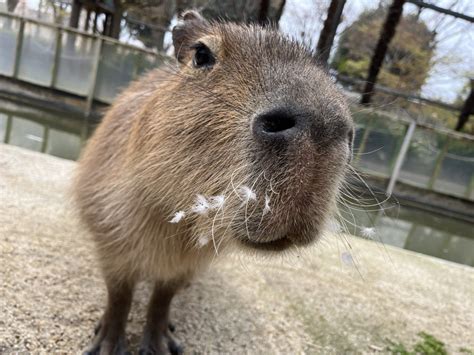 東武動物公園【公式】リュウくん On Twitter なに？口の元にワンポイント付けるの流行ってるの？ 東武動物公園 カピバラ マツ