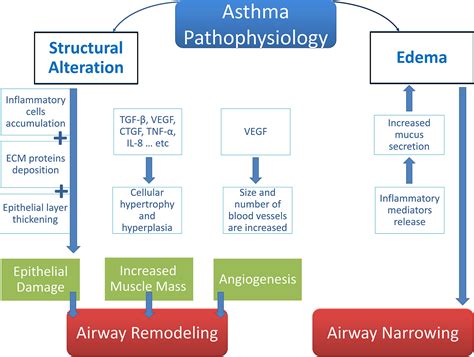 Pathogenesis Of Asthma Flowchart Chart Examples | The Best Porn Website