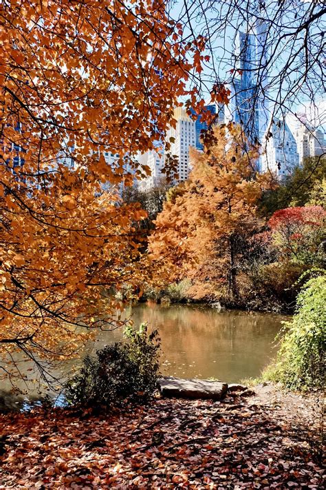 Fall foliage in New York City’s Central Park — Road Jess Travels