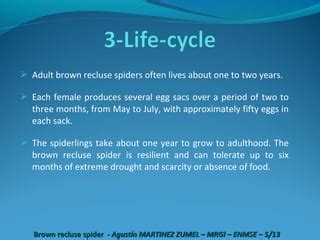 Brown recluse spider | PPT