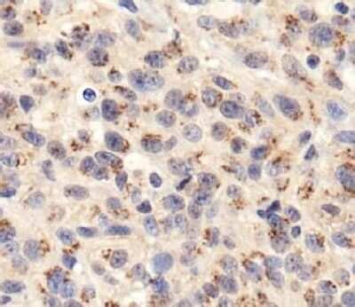 TGN46 Antibody - BSA Free (NBP1-49643): Novus Biologicals