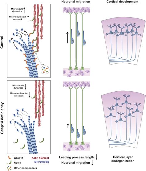 Gcap14 Is A Microtubule Plus End Tracking Protein Coordinating