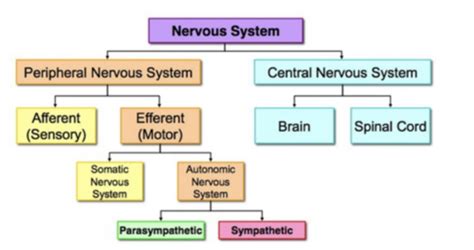 Biopsychology Flashcards Quizlet