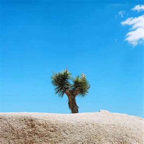 Joshua Tree Del Colaborador De Stocksy Adrian Balzer Stocksy