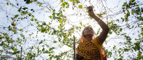 Building The Resilience Of Smallholder Women Farmers In India Farming First