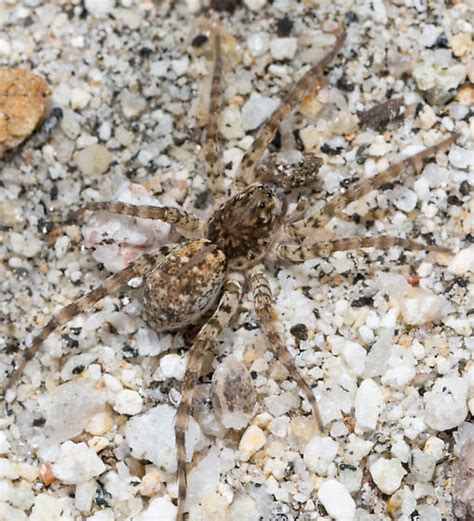 Wolf Spider Arctosa Littoralis Bugguide Net