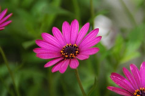 Dimorphoteca Caracter Sticas Cultivo Cuidados E Inconvenientes