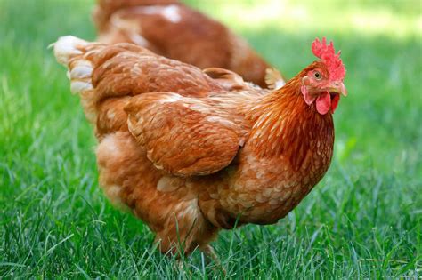 What Is a Pullet? - Everything You Need to Know