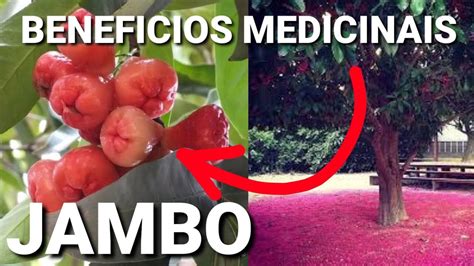 Para Que Serve O Jambo Esta Planta Vai Te Surpreender Tantos