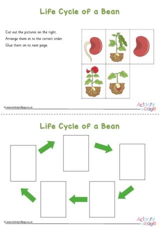 Bean Life Cycle Worksheet