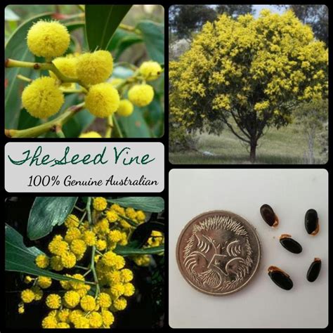 Acacia pycnantha - Golden Wattle - The Seed Vine