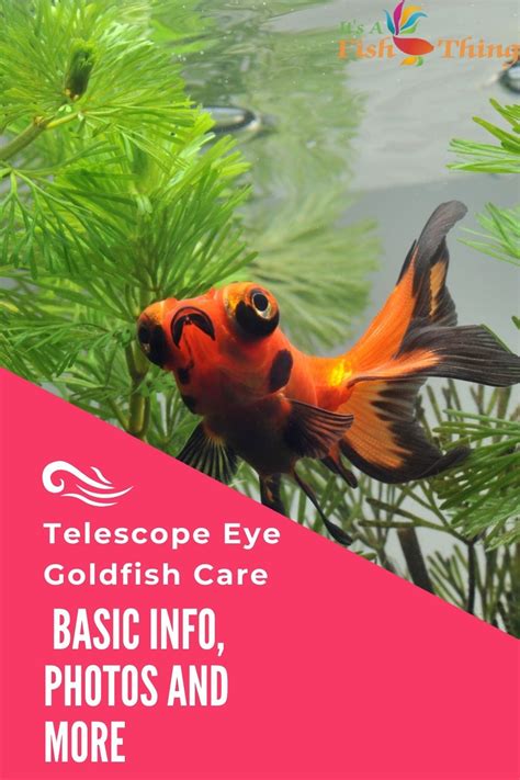 Telescope Eye Goldfish Care Basic Info Photos More Artofit