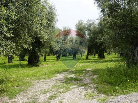 Terreno agricolo Località Coppolare Vieste rif 106057735