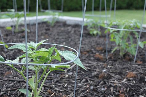 How Far Apart Should You Plant Tomatoes In Your Garden