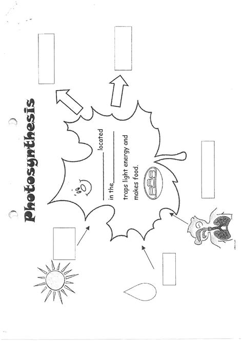 Photosynthesis And Cellular Respiration Revision Worksheet