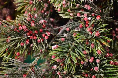 Best Evergreens For Containers Backyard Boss