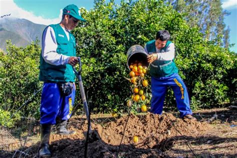 Minagri Lanza Programa De Control Fitosanitario En Ncash Solagro