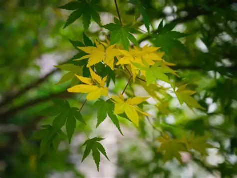 How To Grow Maple Trees From Seeds 3 Proven Methods