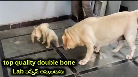 Top Quality Labrador Puppies For Sale In Telugu Aj Pets