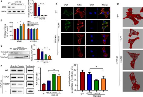 Expression Of Exogenous EPCR Recues Factin Polymerization A Protein