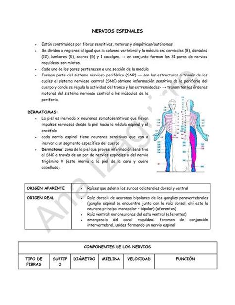 Nervios Espinales Ana Izaguirre UDocz