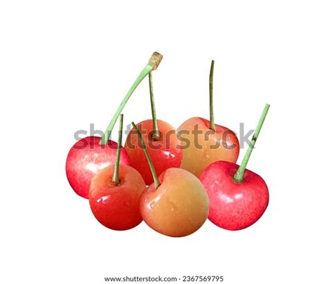 419 Ann Cherry Images, Stock Photos & Vectors | Shutterstock