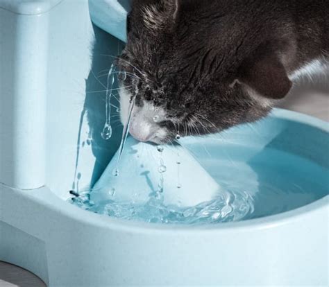 Melhor Fonte De Agua Para Gatos - Melhor Fonte de Água Automática para Gatos de 2026: Cerâmica, Inox, Com ...