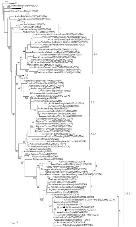 Ha Gene Based Phylogenetic Tree Of Influenza H N Viruses The Tree Is