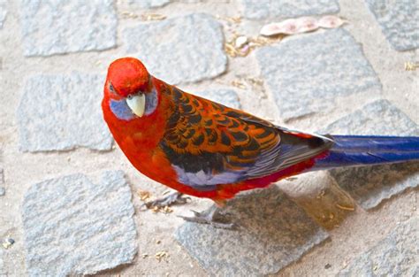 Crimson Rosella At Jenolan Caves Blue Mountains Nsw Australia