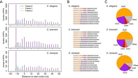 Evidence of the use of non-canonical start codons. (A) The offsets from ...